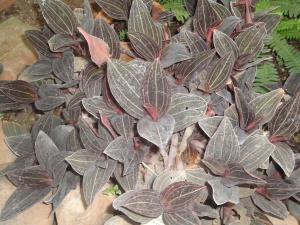 Jewel Orchid from the Tuscon Botanical Gardens