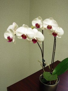 Beautiful bloom of 11 orchids on the edge of office desk.