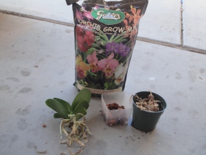 Materials to repot orchid and naked orchid. 