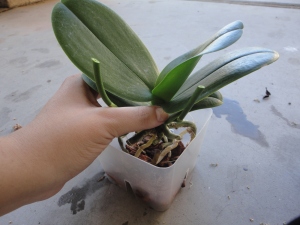 How to hold the orchid when repotting. 